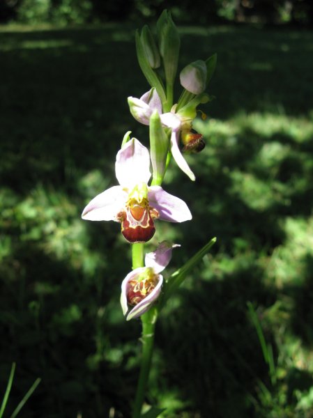 TRESORS DE MON JARDIN. Orchidée Ophrys Abeille. Dominique Monchaux